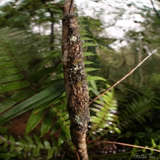 Mossy leaf-tailed gecko, Madagascar