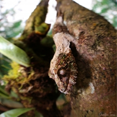 Mossy leaf-tailed gecko, Madagascar