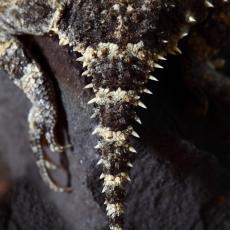 Desert horned lizard tail close up