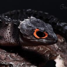 Red-eyed crocodile skink
