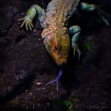 Northern caiman lizard in water