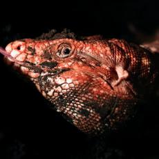 Argentine red tegu showing tongue
