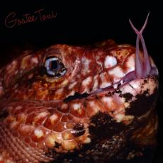 Argentine red tegu showing tongue