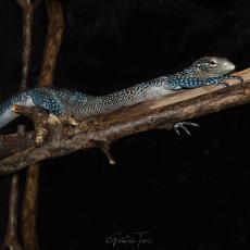 Blue-spotted tree monitor