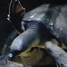 Fly river turtle