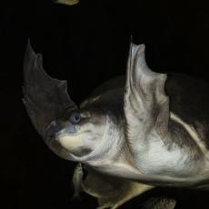 Fly river turtle, Pig-nosed turtle