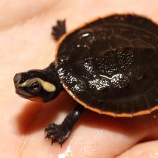Red-bellied short-necked turtle hatchling carapace
