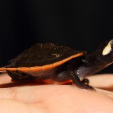 Red-bellied short-necked turtle hatchling