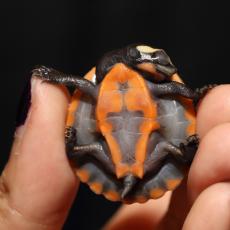 Red-bellied short-necked turtle hatchling plastron