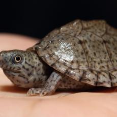 Razor-backed musk turtle hatchling