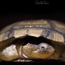 African side-necked turtle