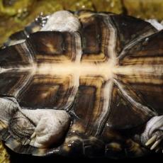 African helmeted turtle plastron