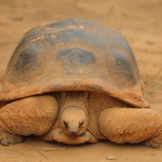 Aldabra giant tortoise adult
