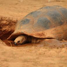 Aldabra giant tortoise adult