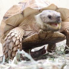African spurred tortoise adult showing penis