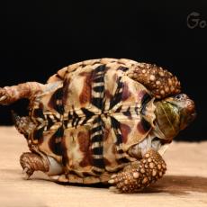 Indian star tortoise plastron