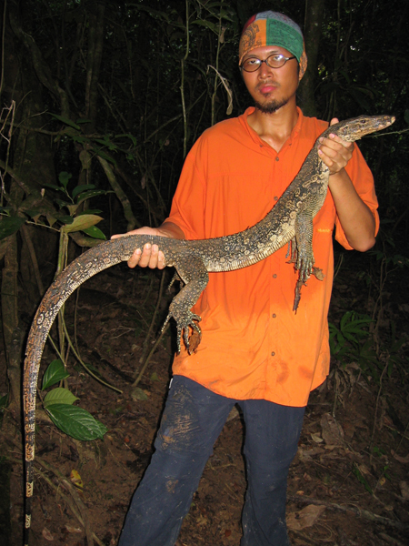 Wild monitor lizard, Borneo
