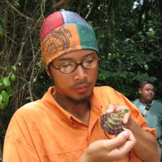 Wild butterfly agama, Borneo