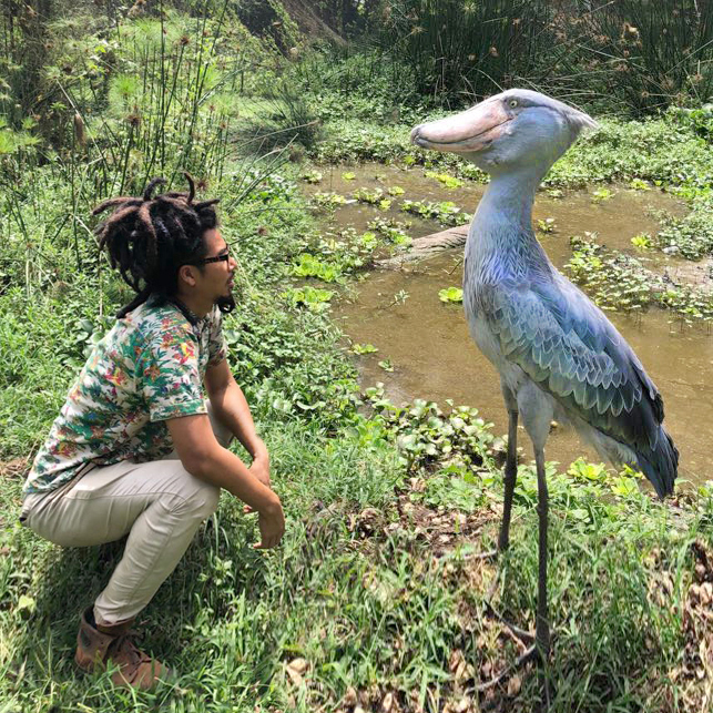 Face to Face with the Biggest Shoebill