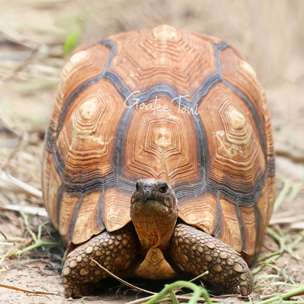 Wild Ploughshare Tortoise Is The Rarest Species I’ve Ever Found