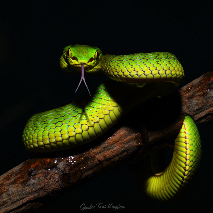 Pit Vipers of Asia – A Few of the Eye Candies That Won’t Kill You