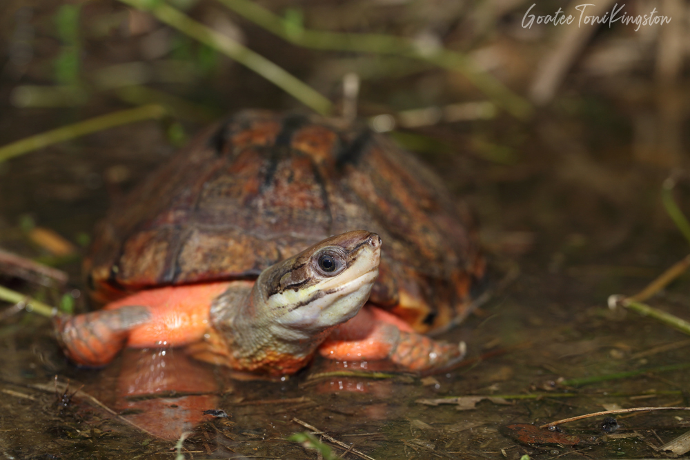 Golden Coin Turtle – Hong Kong Wildlife | 金錢龜 – 香港野生動物