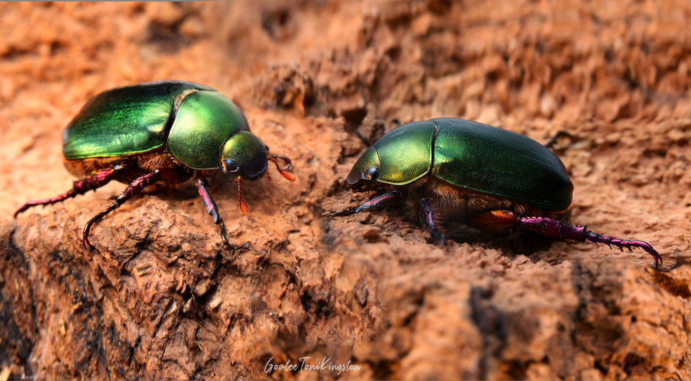Scarab Beetle – Hong Kong Wildlife | 金龜子 – 香港野生動物