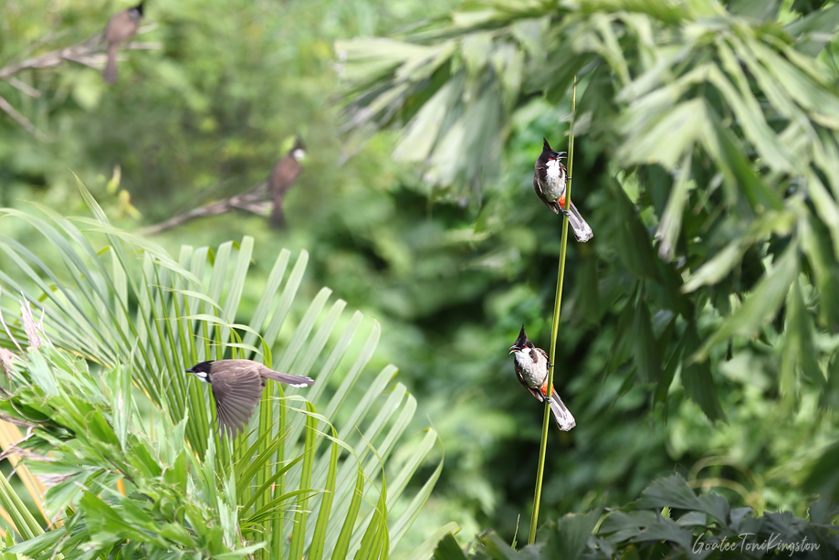 Red-whiskered Bulbul – Hong Kong Wildlife | 紅耳鵯 – 香港野生動物
