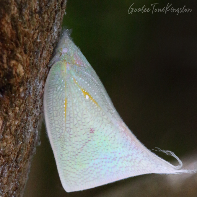 White Moth Bug – Hong Kong Wildlife | 白蛾蠟蟲 – 香港野生動物