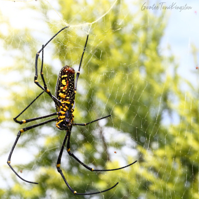 Giant Golden Orb-weaving Spider – Hong Kong Wildlife | 人面蜘蛛 – 香港野生動物