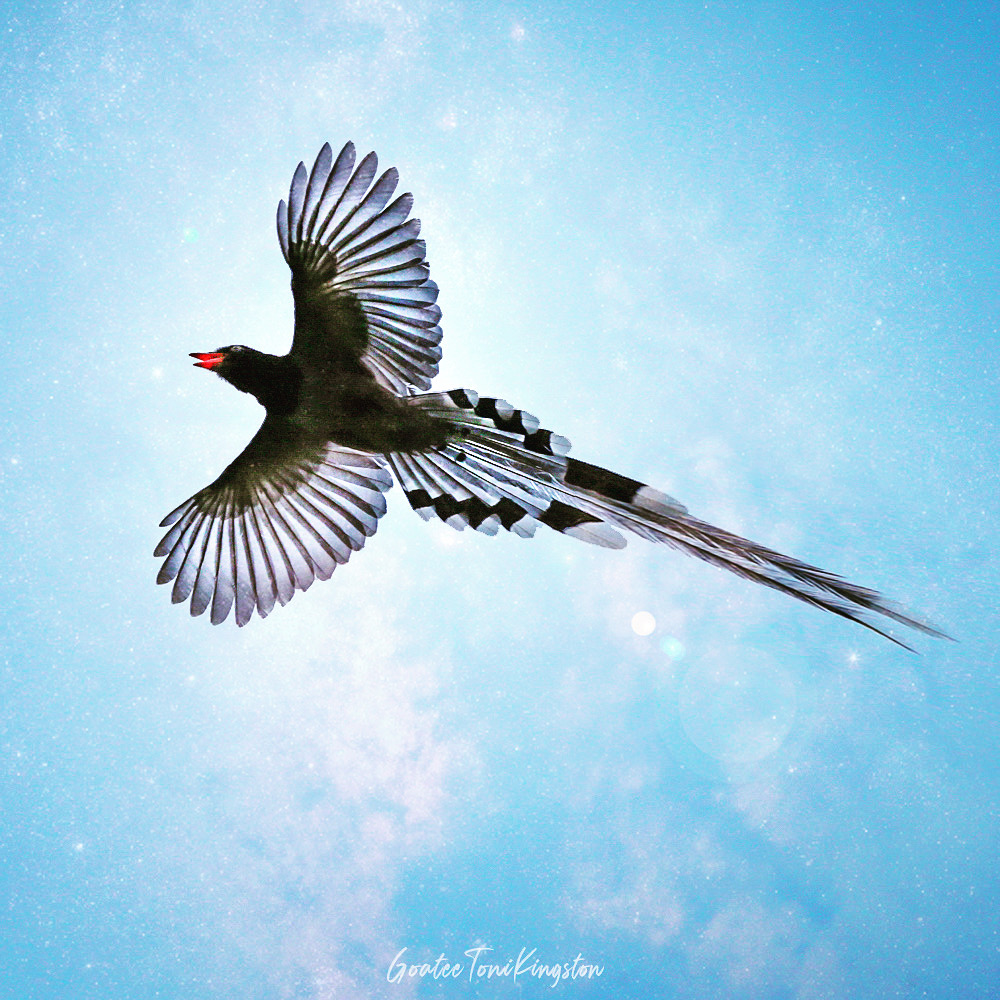 Red-billed Blue Magpie – Hong Kong Wildlife | 藍喜鵲 – 香港野生動物