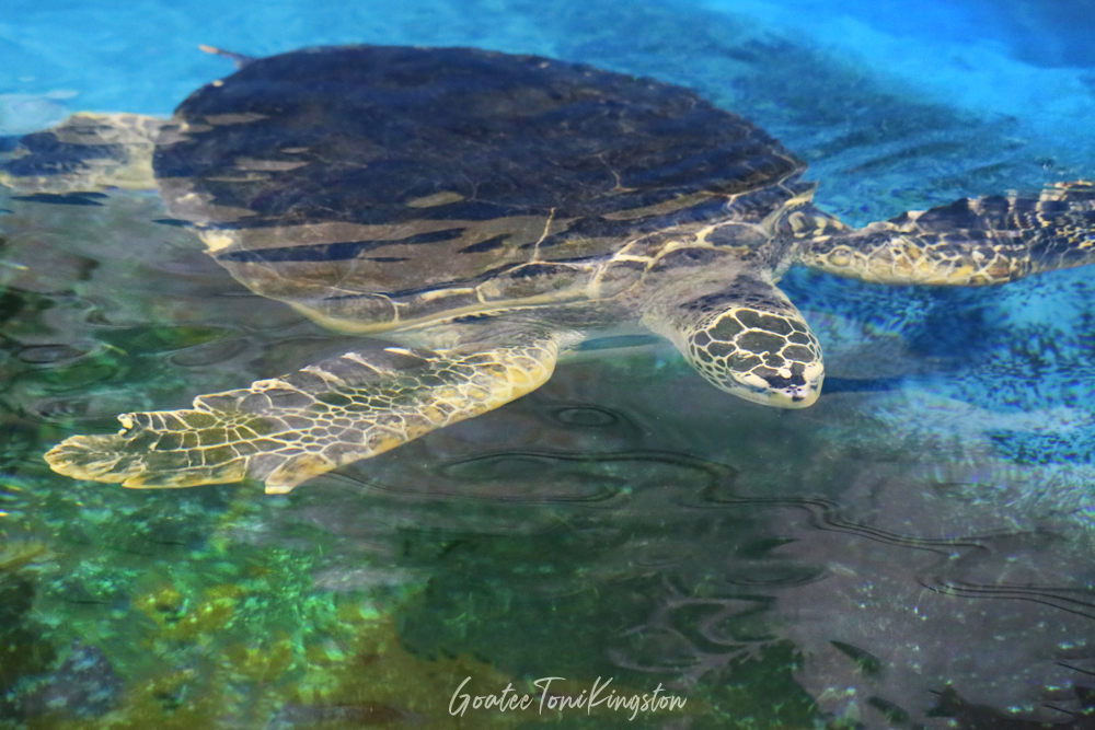 Green Sea Turtle – Hong Kong Wildlife |  綠海龜 – 香港野生動物
