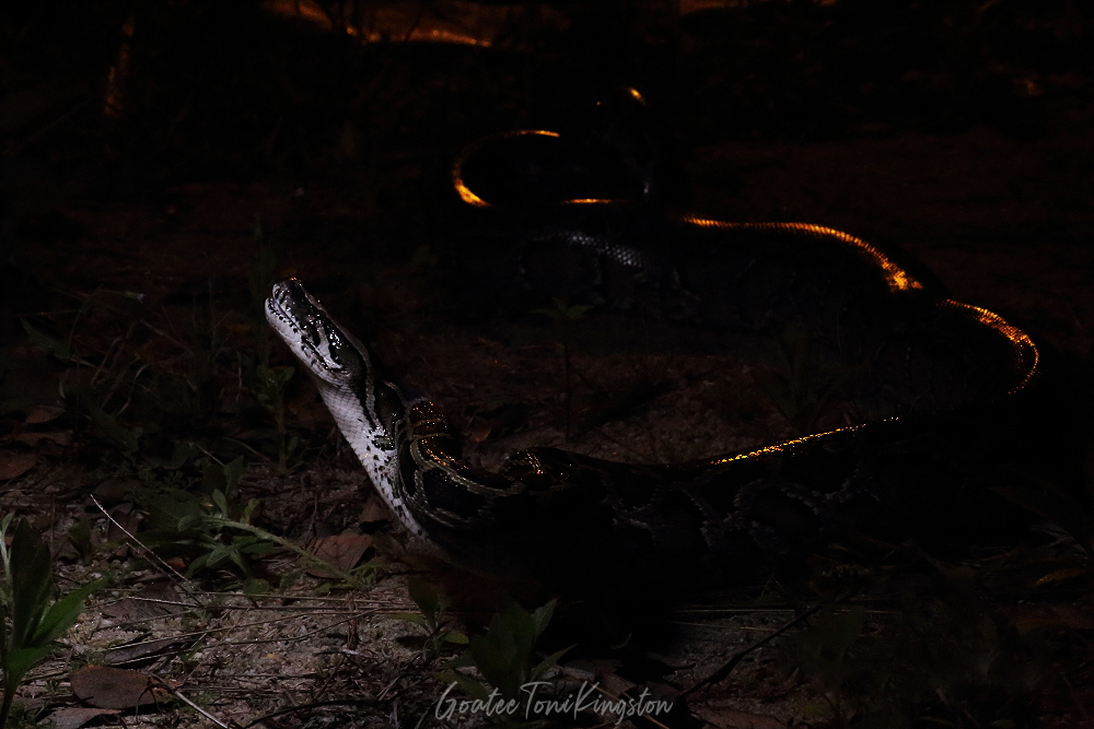 Burmese Python – Hong Kong Wildlife | 蟒蛇 – 香港野生動物