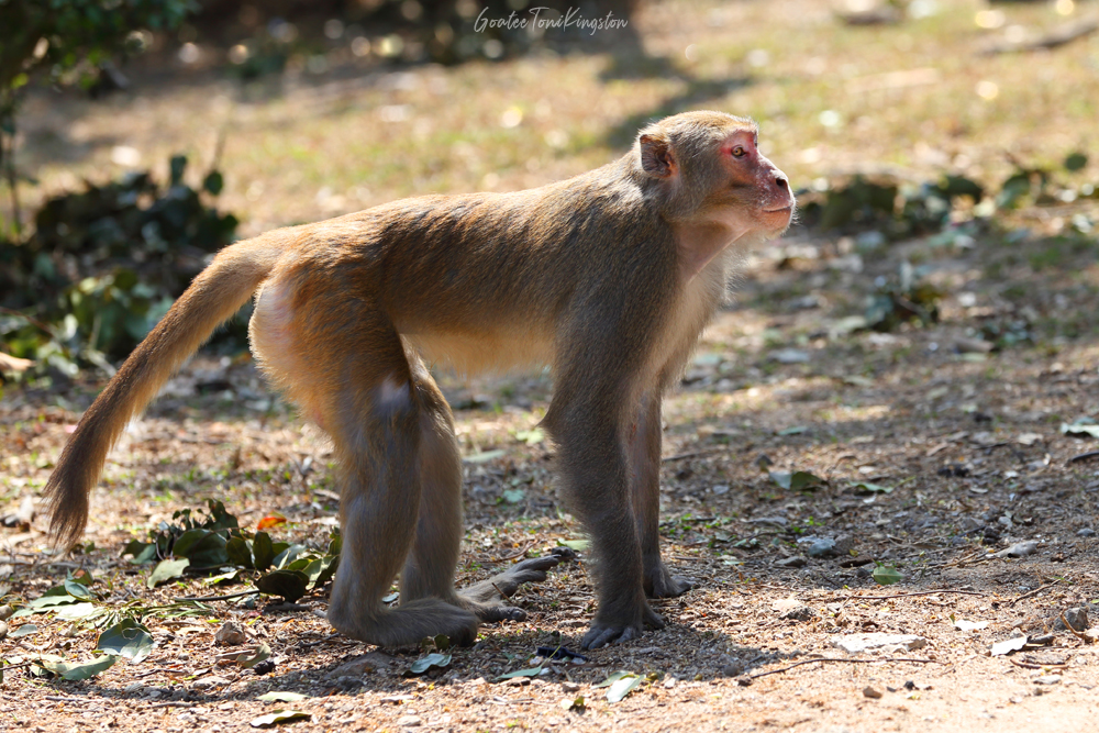 Hong Kong Monkeys | 香港獼猴 – 香港野生動物