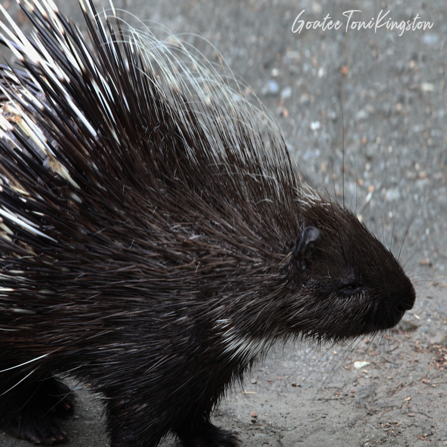 Porcupine – Hong Kong Wildlife | 箭豬 – 香港野生動物