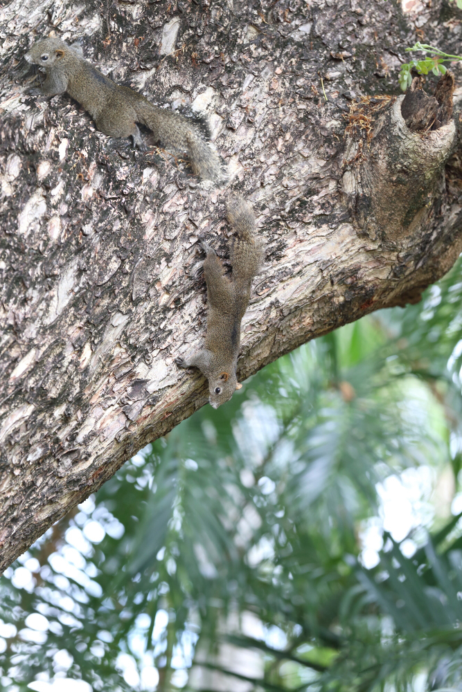 Pallas’s Squirrel – Hong Kong Wildlife | 赤腹松鼠 – 香港野生動物