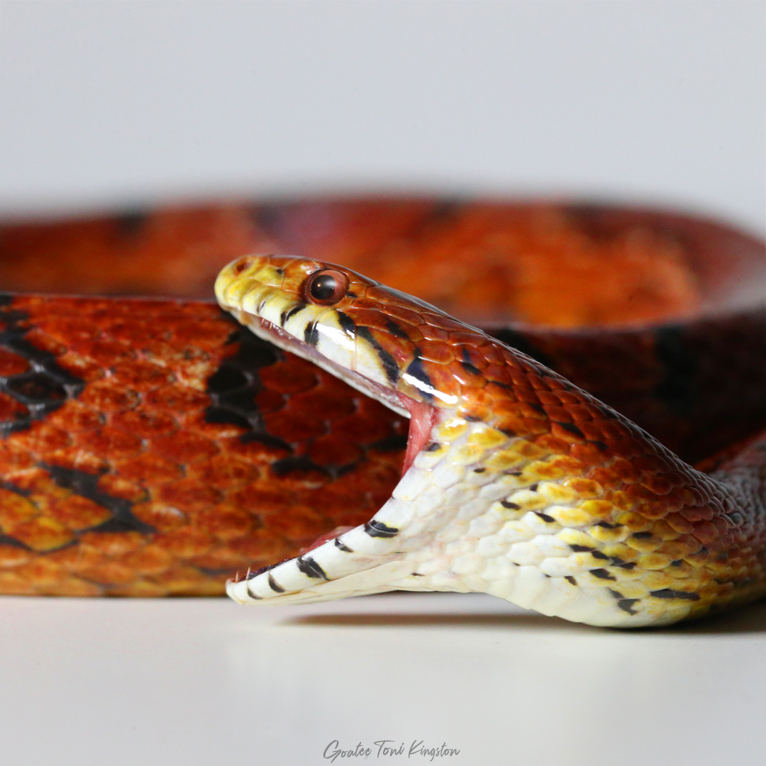Ouroboros: The Snake That Eats Itself