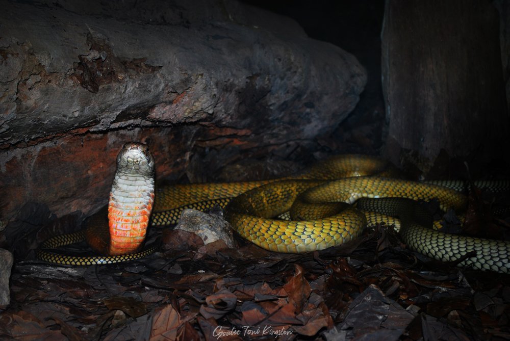 King Cobra – Hong Kong Wildlife | 眼鏡王蛇 – 香港野生動物