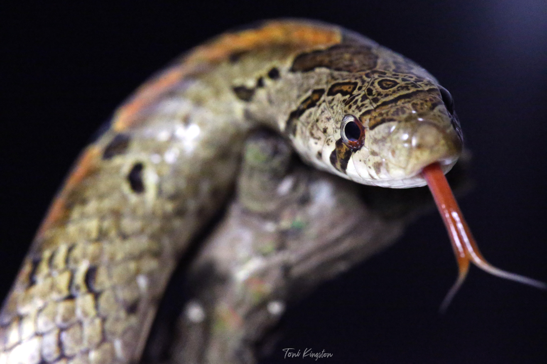 Formosa Kukri Snake – Hong Kong Wildlife | 台灣小頭蛇 – 香港野生動物