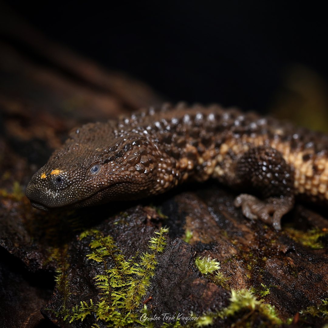 Earless Monitor Lizard – Hidden Gems of the Borneo Jungle